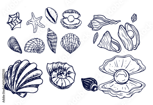 Seashells set or mollusca different forms. sea creature. engraved hand drawn in old sketch, vintage style. nautical or marine, monster or food. animals in the ocean