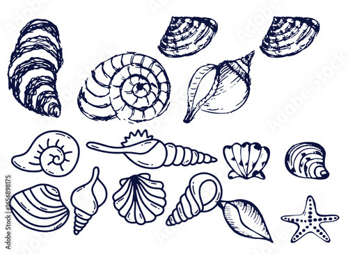 Seashells set or mollusca different forms. sea creature. engraved hand drawn in old sketch, vintage style. nautical or marine, monster or food. animals in the ocean
