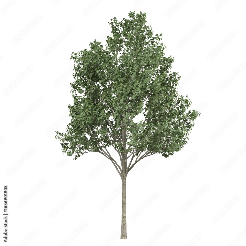 Fototapeta premium Lush green tree in full foliage