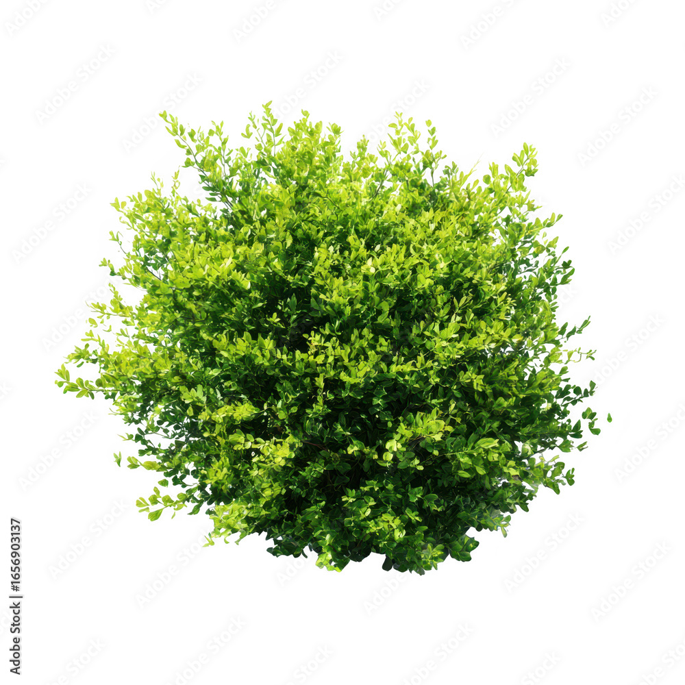 Fototapeta premium Green bush with small leaves isolated on transparent background