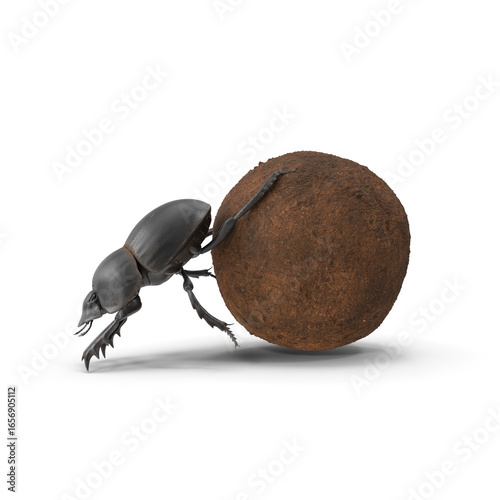 Dung beetle roller side view