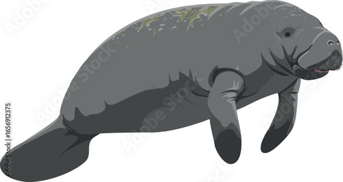 Amazonian manatee (Trichechus inunguis) freshwater aquatic mammal from the Amazon Basin rivers and lakes, vector illustration with transparent background