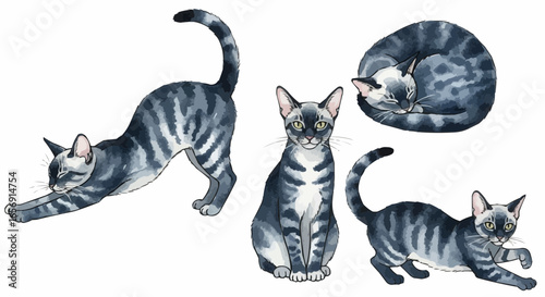 Watercolor cat illustration “Luna” pet portrait isolated on white background