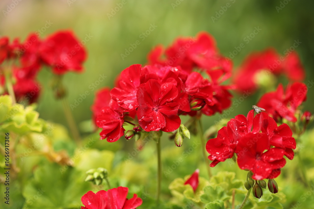 Zonal geranium close up (Pelargonium hortorum) Zonal geranium close up (Pelargonium hortorum)