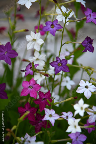 Multicolored flowers of decorative tobacco. Nicotiana alata. Garden tobacco. A scattering of flowers in the garden.