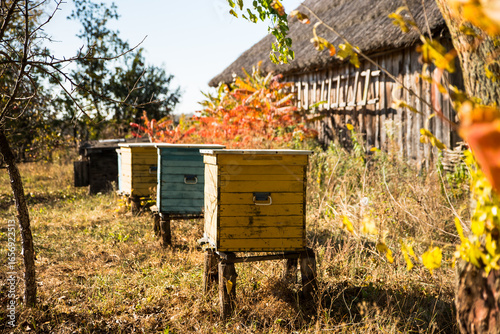 Colorful wooden beehives in rural apiary near old wooden house, autumn countryside landscape.