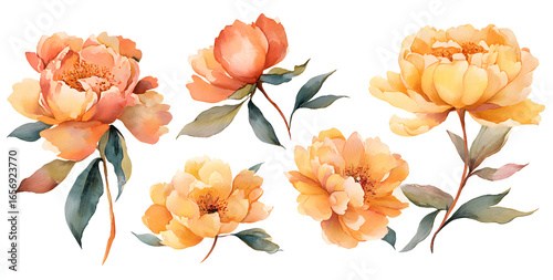 Fototapeta Naklejka Na Ścianę i Meble -  Set of peonies flower yellow orange color Watercolor, spring collection of hand drawn flowers , Botanical plant illustration , elegant watercolor ,transparent background, PNG.