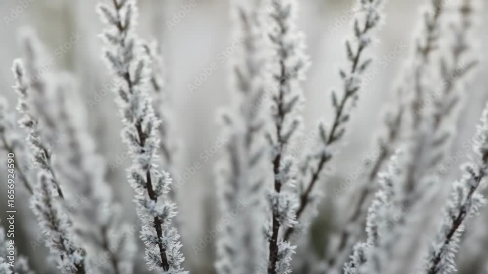 Icy Branches Covered in White Frost During Winter Season Under Natural Lighting With a Shallow Depth of Field and a Neutral Gray Background Icy Branches Covered in White Frost During Winter Season Under Natural Lighting With a Shallow Depth of Field and a Neutral Gray Background