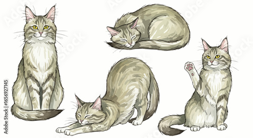 Watercolor cat illustration “Willow” pet portrait isolated on white background