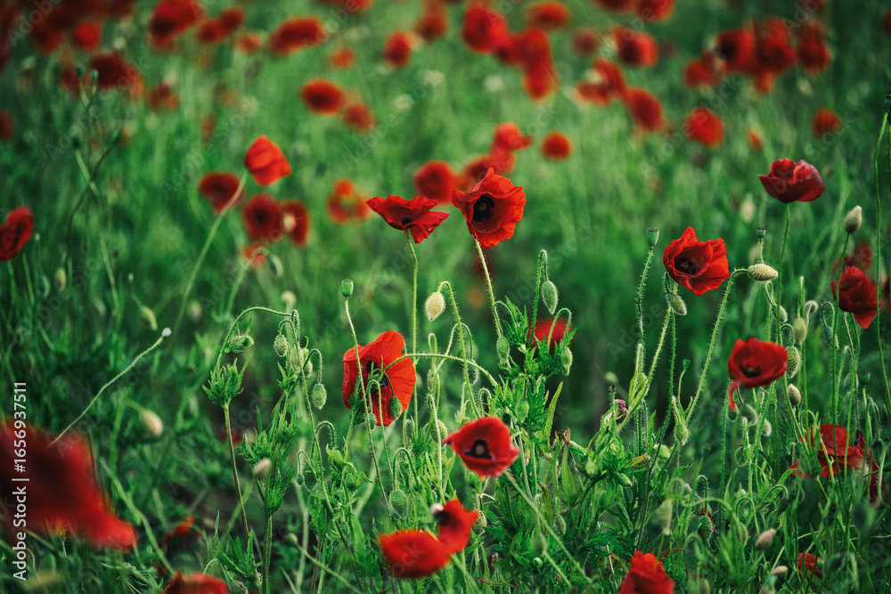 Naklejka premium Beautiful summer Poppy fields, Pskov region