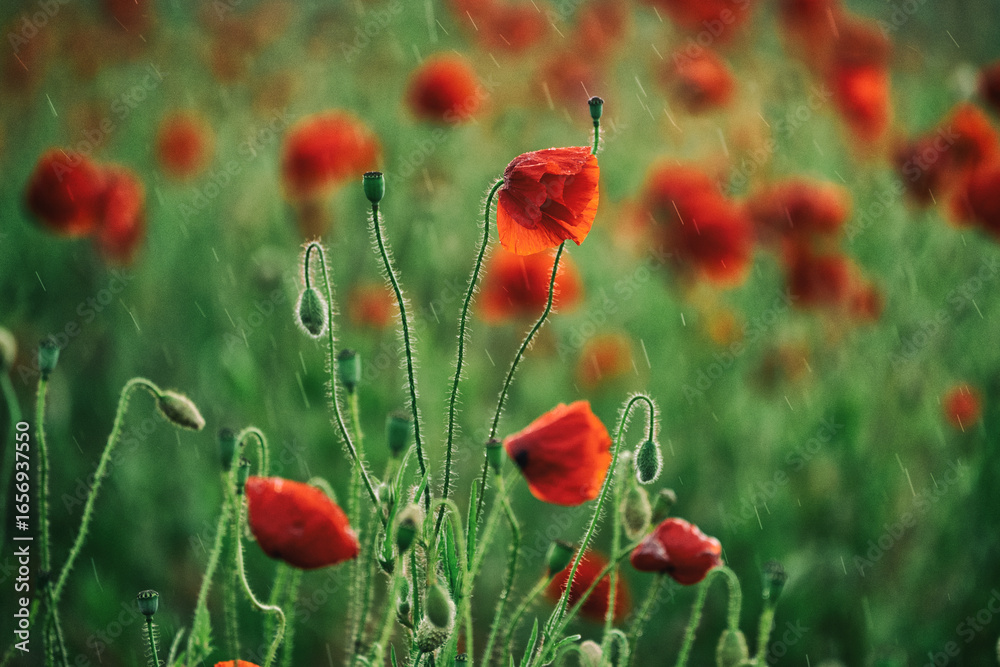 Fototapeta premium Beautiful summer Poppy fields, Pskov region