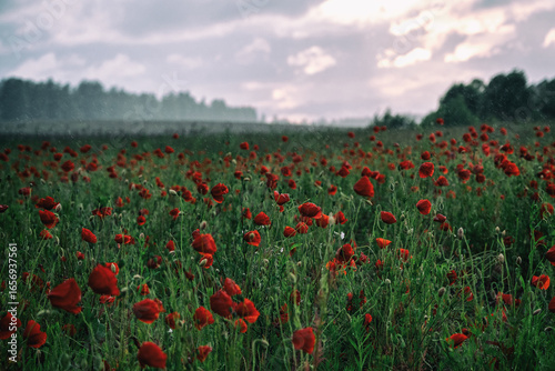 Beautiful summer Poppy fields, Pskov region