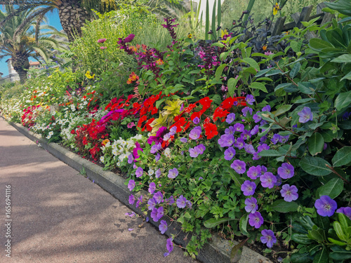 Massif végétalisé, fleuri de vivaces et annuelles en ville. Biodiversité urbaine, aménagement paysager durable, fleurs mellifères pour pollinisateurs : bégonia, sauge, impatience, géranium coléus