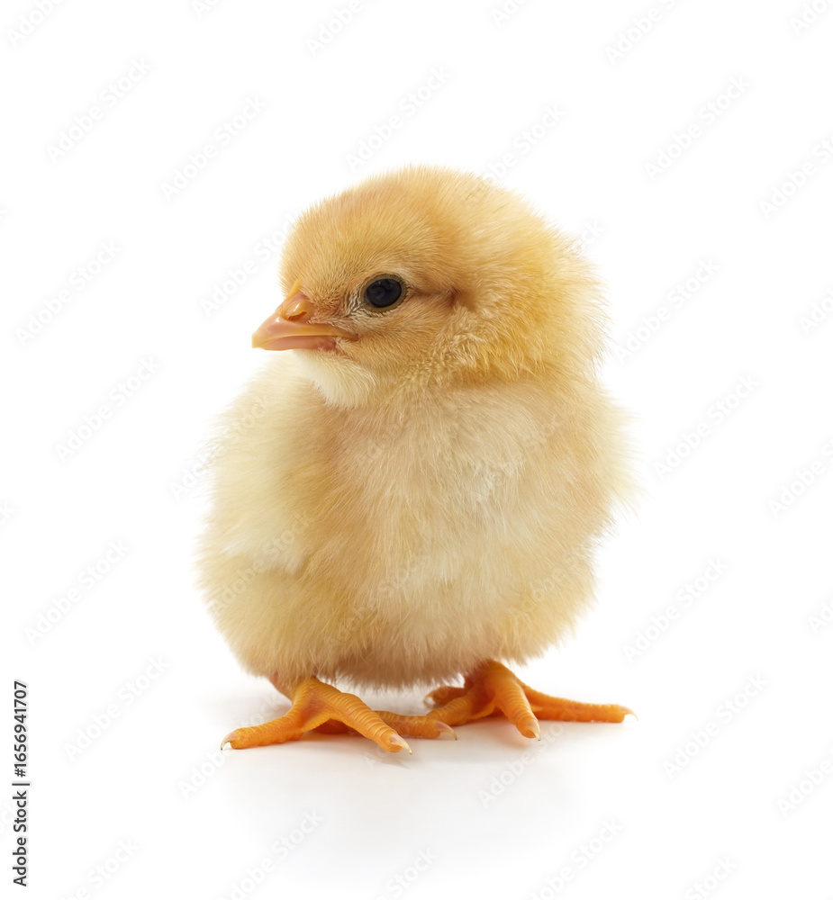 Obraz premium Baby yellow chicken.