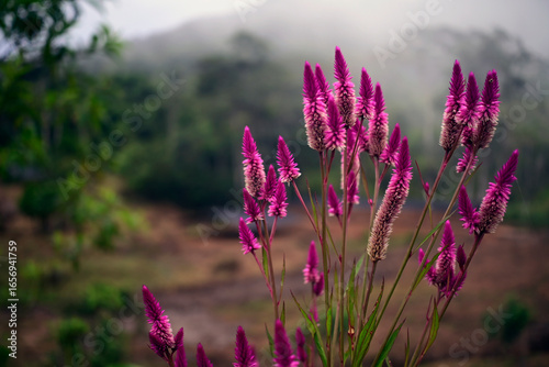 flors amazonicas