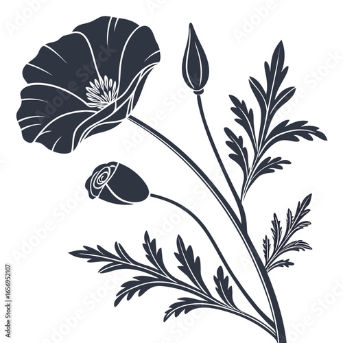 black and white california poppy