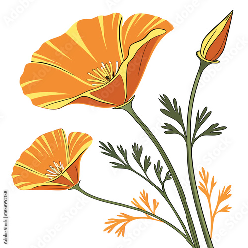 california poppy vector