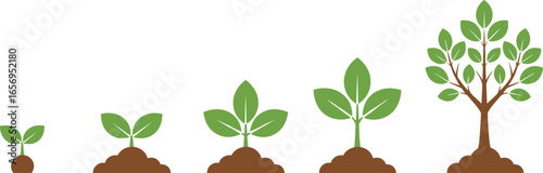 Flat vector illustration of plant life cycle stages from small seedling to mature tree, eco friendly concept, agriculture, environment, and sustainability