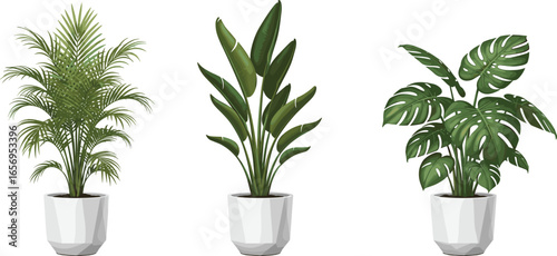 Vector illustration of three indoor tropical plants including palm, banana, and monstera in modern white pots for stylish home and office decor.