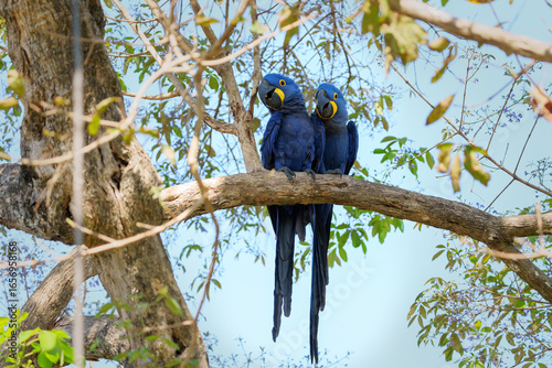 Hyacinth Macaw (Anodorhynchus hyacinthinus), or hyacinthine macaw sitting in a tree in the Pantanal Wetlnds in Brazil