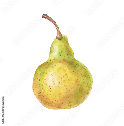 A fresh yellow-green pear, hand-drawn. The watercolor illustration is isolated on a white background. A juicy fruit for healthy eating, recipes, and eco-packaging.
