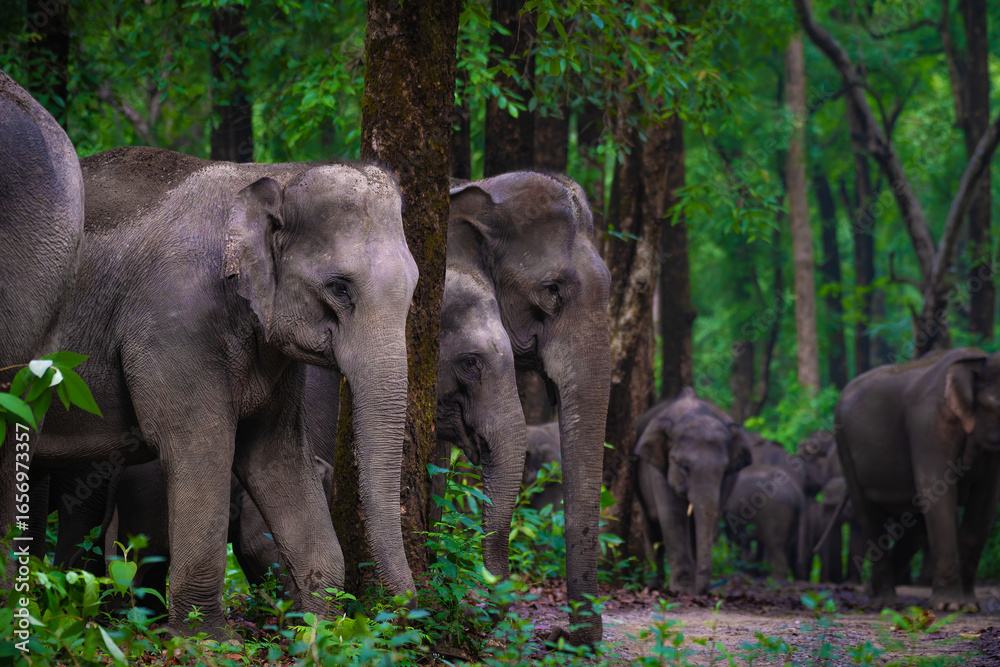 Obraz premium Majestic wild Asian elephants huddle in harmony at Jim Corbett National Park, India. A serene wildlife moment showcasing elephant bonding, forest nature, and raw wilderness beauty.