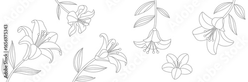 A collection of stylized lily flower outlines in various orientations on a white background design element
