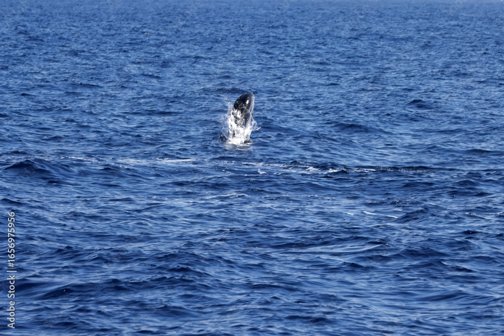 Fototapeta premium Striped dolphin, Stenella coeruleoalba, leaps at the Strait of Gibraltar