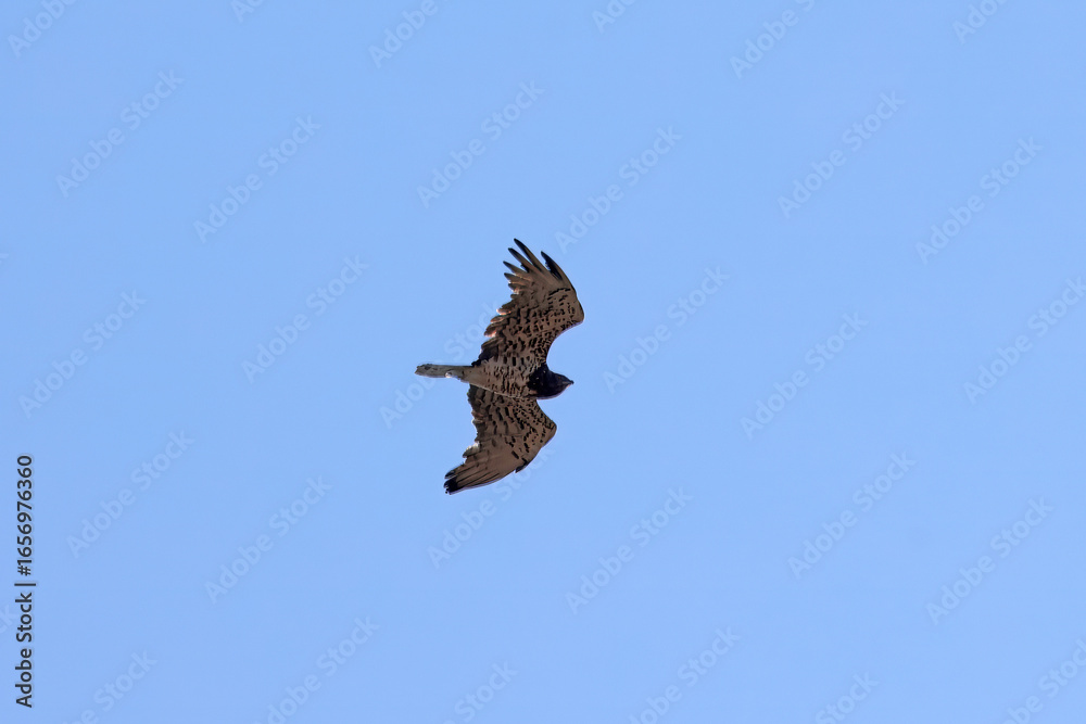 Fototapeta premium Flying short-toed snake eagle, Circaetus gallicus