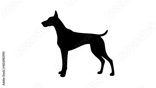 Silhouette of a standing dog with short tail and pointy ears against a white background plain image