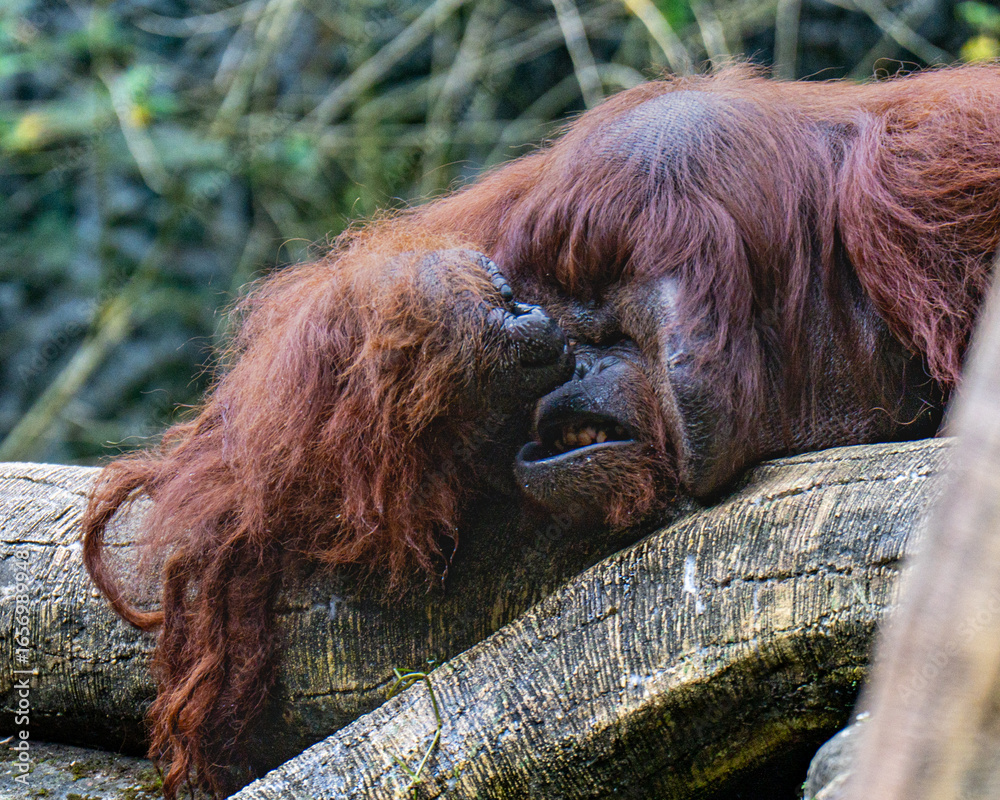 Obraz premium A serene orangutan lies calmly on a wooden log amidst a densely forested area