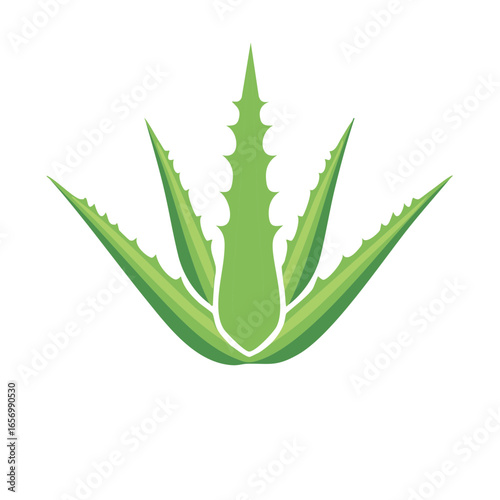 Stylized aloe vera plant with green leaves for wellness and beauty in a simple illustration, botanical design, nature graphics