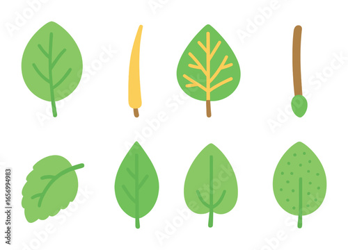 Leaf Structure Icons. Flat vector mini-illustrations the structure of a leaf in colors children's