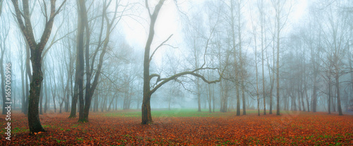 Autumn landscape, panoramic view of foggy autumn park in November fog, mysterious autumn landscape with Halloween atmosphere