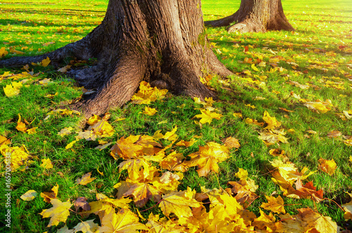 Autumn maple fallen leaves lying on the ground in the autumn park. Closeup of maple autumn leaves on the ground