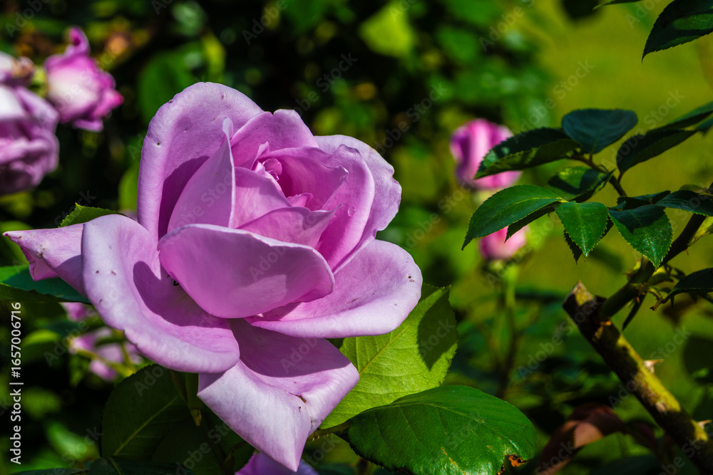 Obraz premium A beautiful lavender rose in full bloom, inspired by roses grown in gardens during the Heian period. The bloom is surrounded by green leaves.
