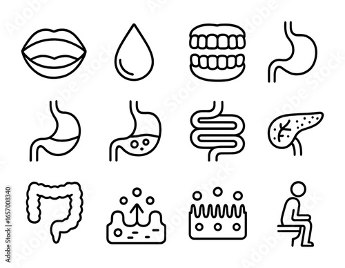 Digestion Process Icons. Outline vector icons of the process of digestion: mouth, saliva drop, chewing teeth,