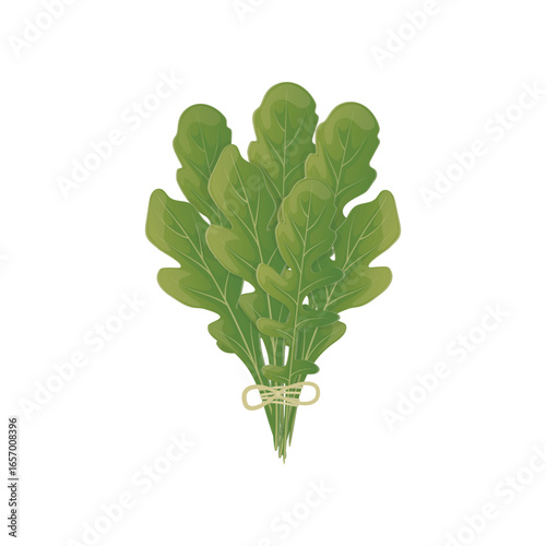 Botanical vector illustration of arugula in flat detailed style. Isolated rocket salad leaf for food menu, advertisement designs 