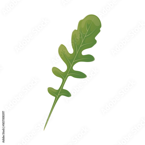 Botanical vector illustration of arugula in flat detailed style. Isolated rocket salad leaf for food menu, advertisement designs 