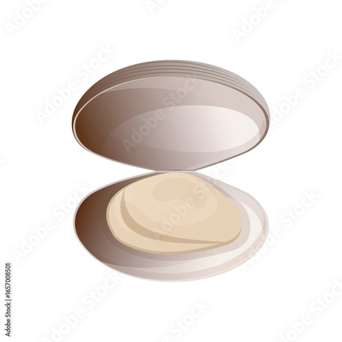 Seafood vector illustration of clams in flat detailed style. Isolated marine food ingredient for menu, advertisement designs 