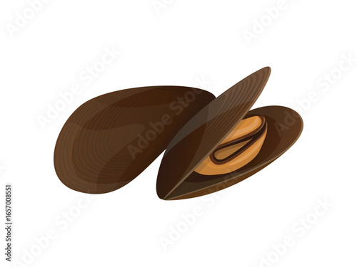 Seafood vector illustration of mussels in flat detailed style. Isolated design of marine food ingredient for menu, advertisement designs 