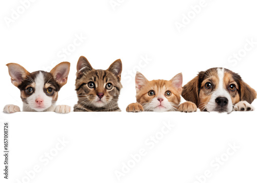 Four adorable puppies and kittens peeking over the edge isolated on transparent background