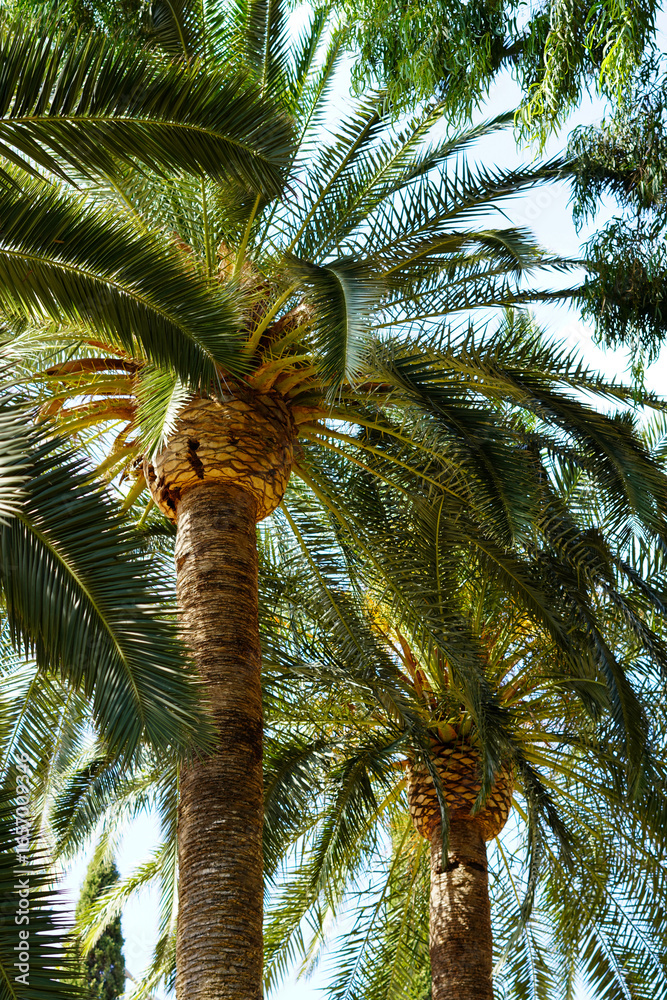 Obraz premium coconut palm tree on blue sky