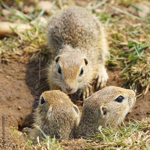 Endangered European ground squirrels family (Spermophilus citellus) peek from their burrow in a grassy field. A rare and intimate view of this threatened species.