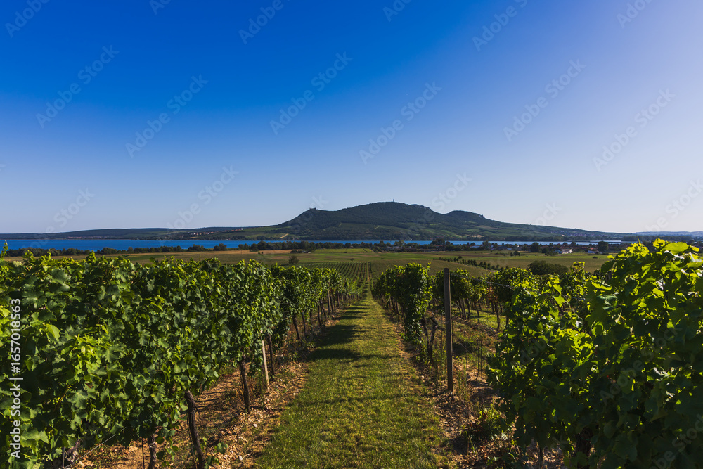 Fototapeta premium Vineyards and view of lakes and Palava in South Moravia in the Czech Republic