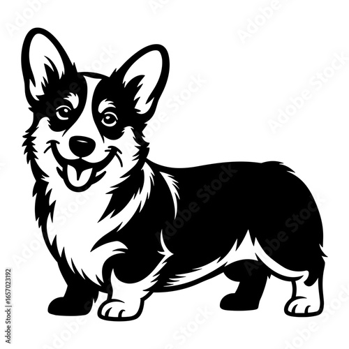 Corgi Standing
