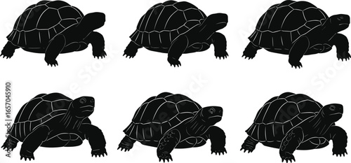 Tortoise silhouettes set of six poses with detailed shell patterns and limbs, reptile wildlife concept, black vector animal illustration