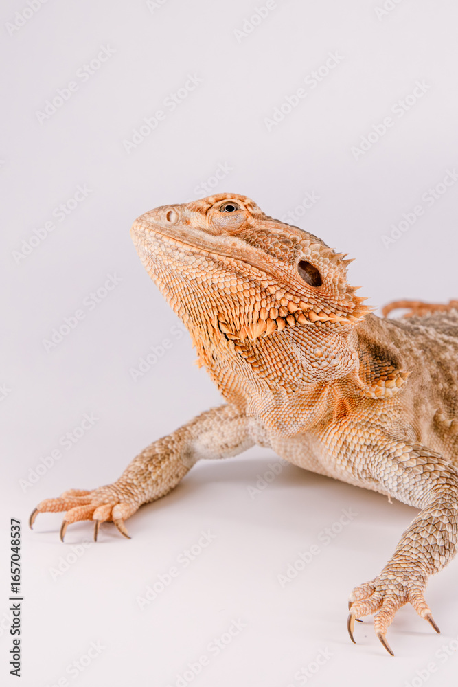 Obraz premium Bearded dragon