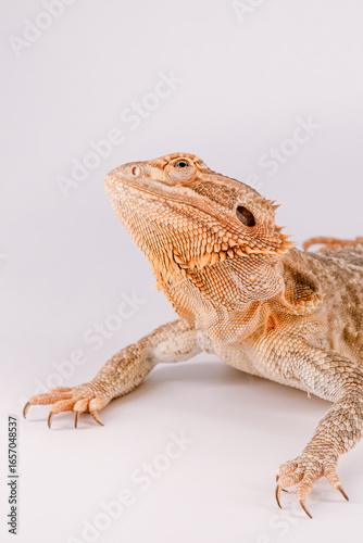 Bearded dragon