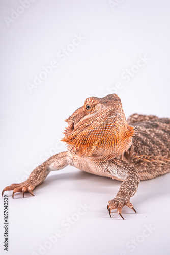 Bearded dragon